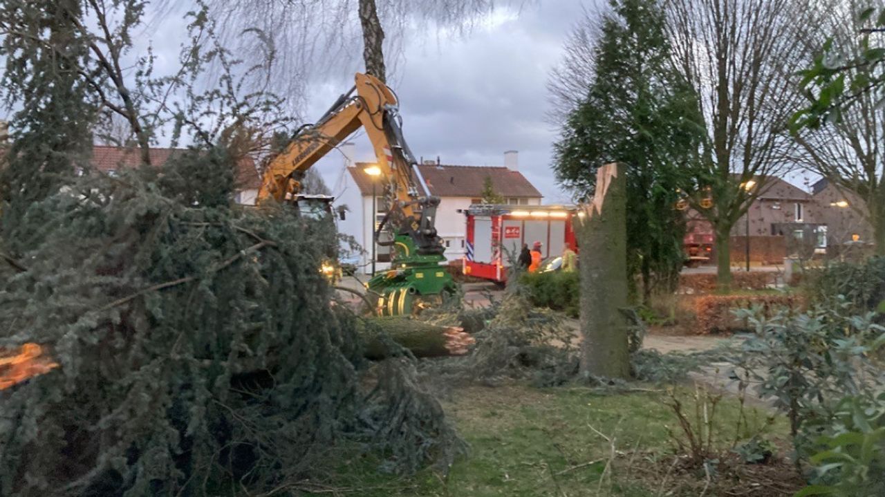 De brandweer is op locatie om deze boom in een voortuin in Bergeijk op te ruimen.