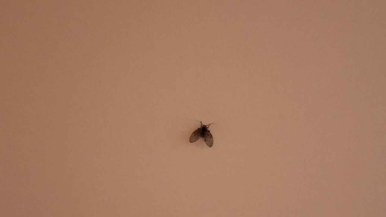 Een motmug (foto: Hannie Houben).