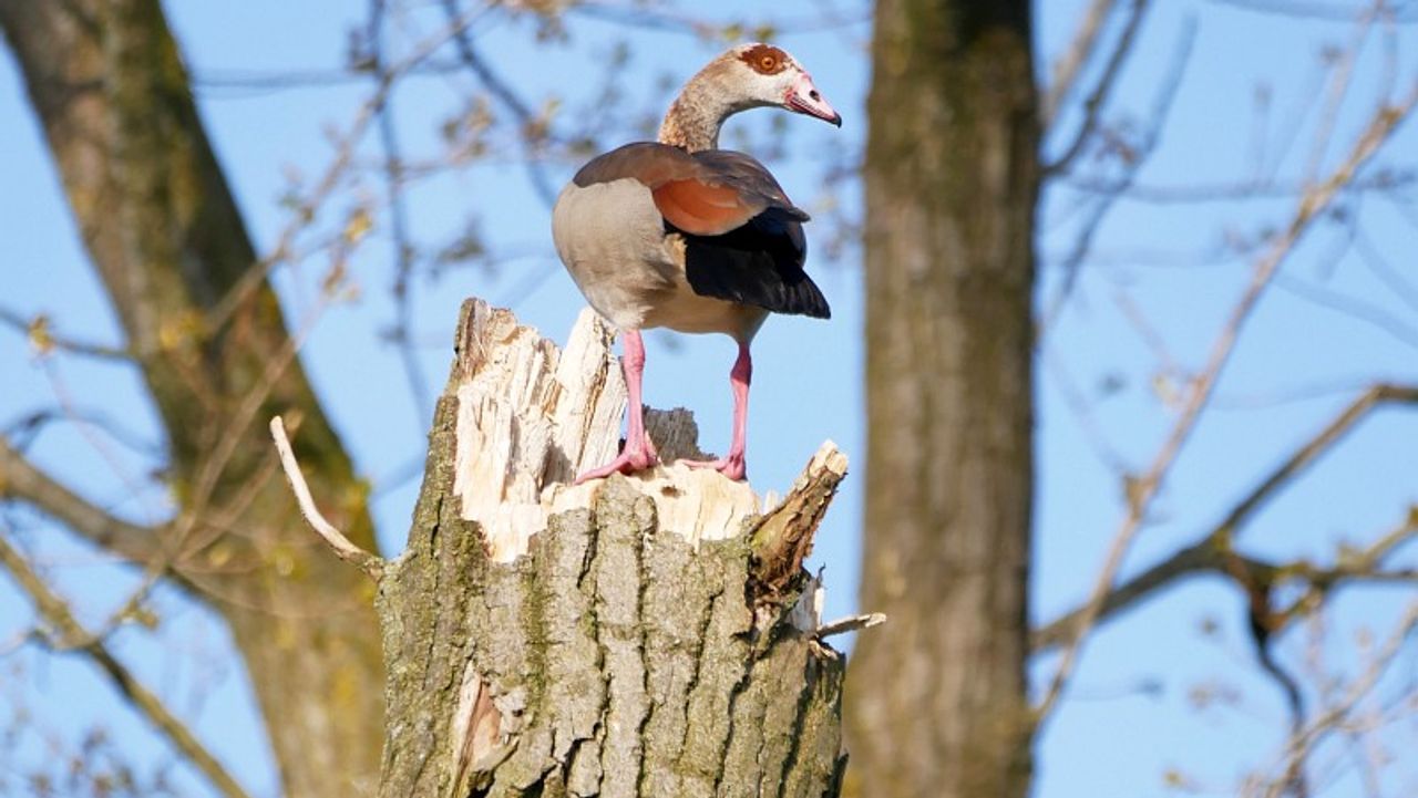 Nijlgans Saxifraga (foto: Tom Heijnen)