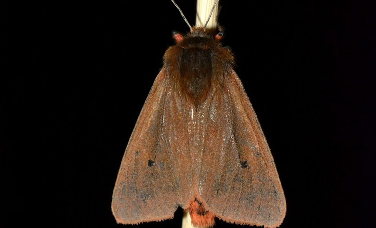 Een kleine beer (foto: Saxifraga/Peter Gergely).