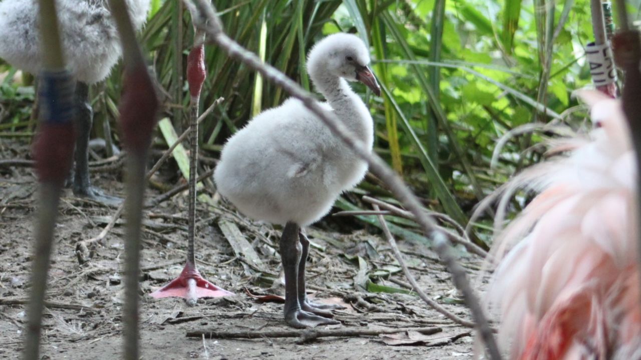 Foto: Zooparc Overloon.