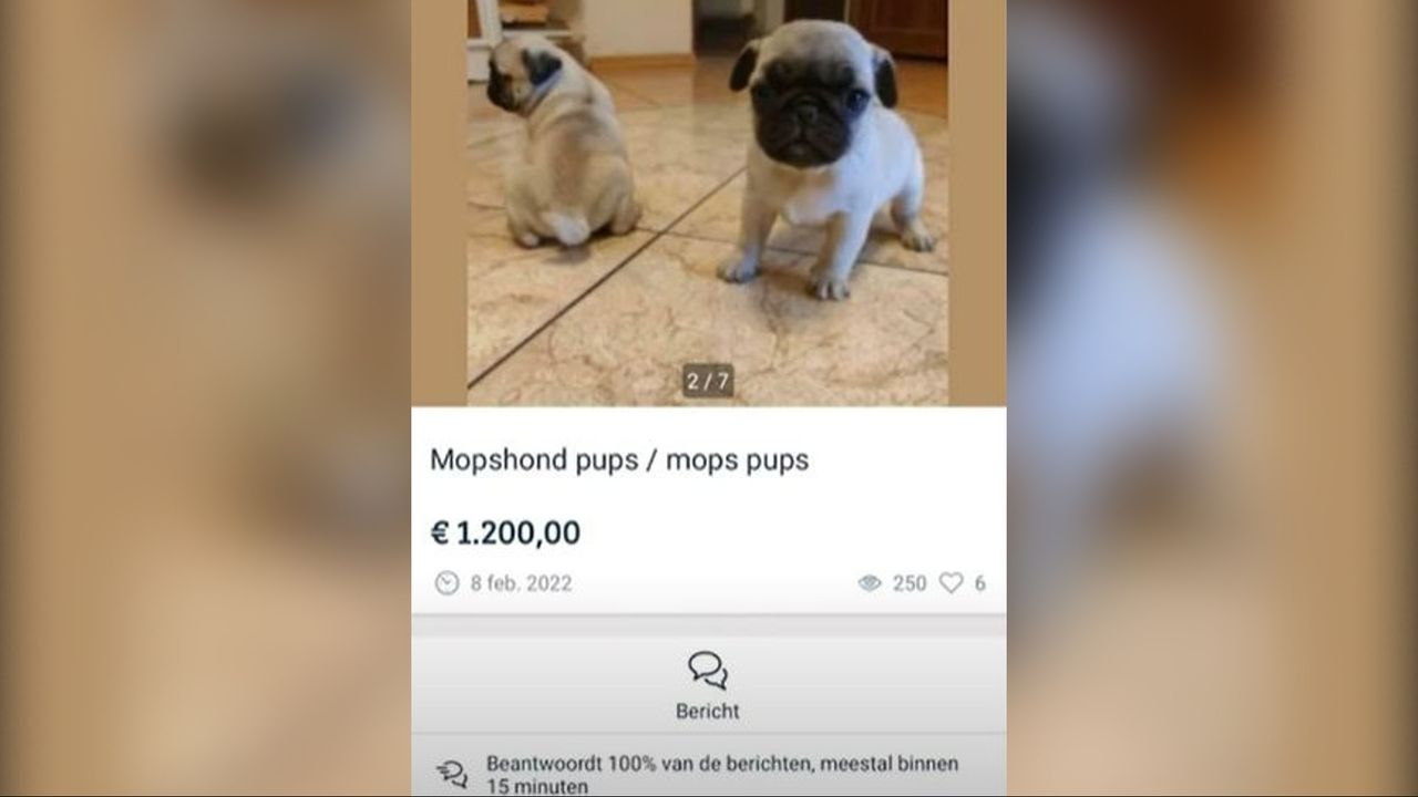 De honden werden op Marktplaats aangeboden. Foto: screenshot video House of Animals. 