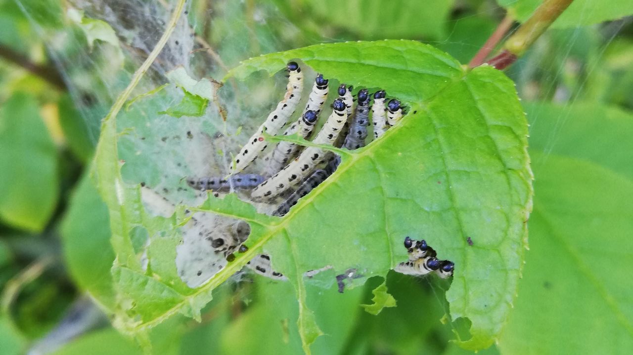 Gezien in Friesland, een boom vol rag en daarin veel rupsen (foto: Esther Bakker).