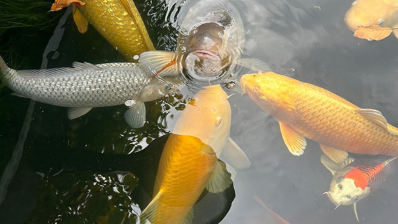 Barry's trots (foto: Barry).