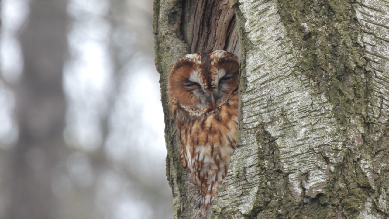 Een bosuil (foto: Marij van Driel).