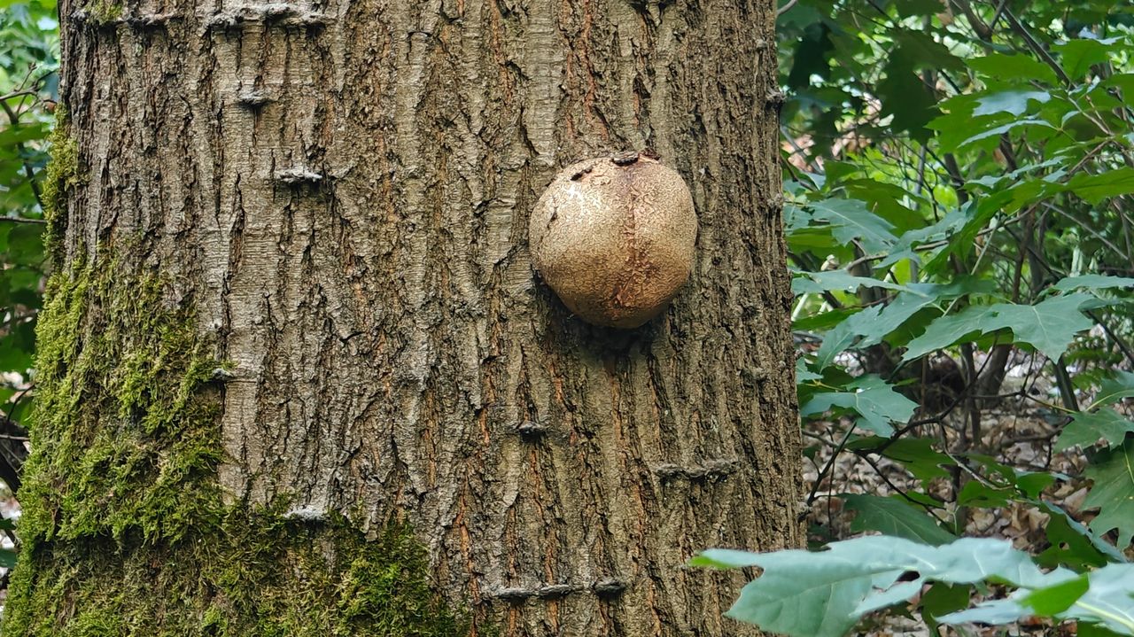 Een stuifzwam of toch iets anders? (foto: Eric van der Meer).