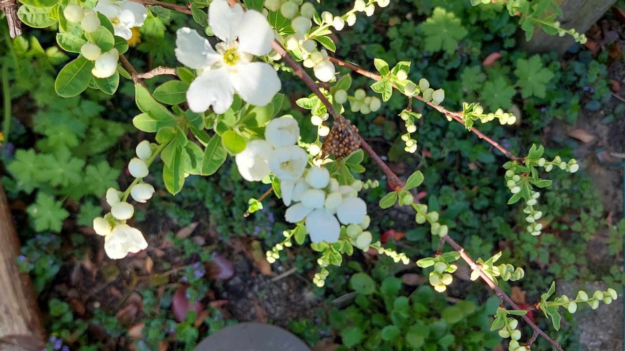Eitjes van een kruisspin (foto: Levina Kersten).