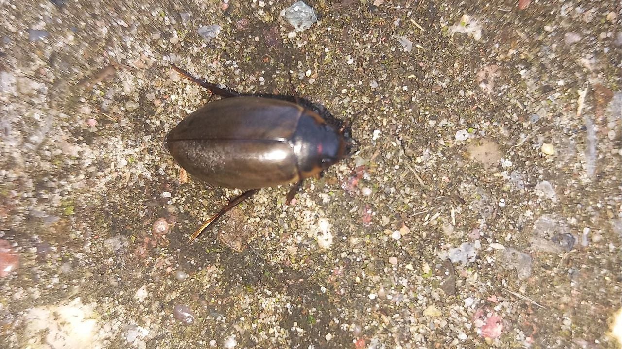 Een bruine duiker (foto: Auke van Veen).