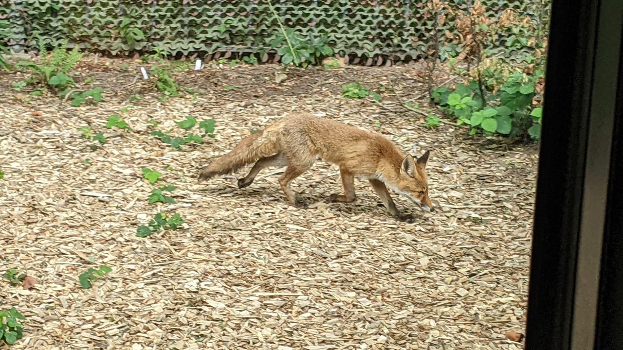 Een vos wandelt door een kantoortuin in Tongelre (foto: Daniel Migchels).