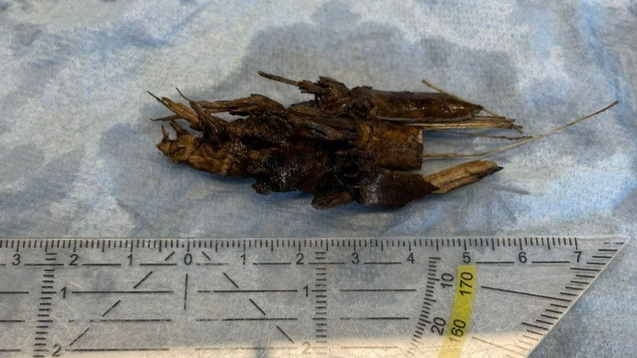 Het 'andere' stukje dat is gevonden bij de leverancier, mais dus (Foto: PLUS)