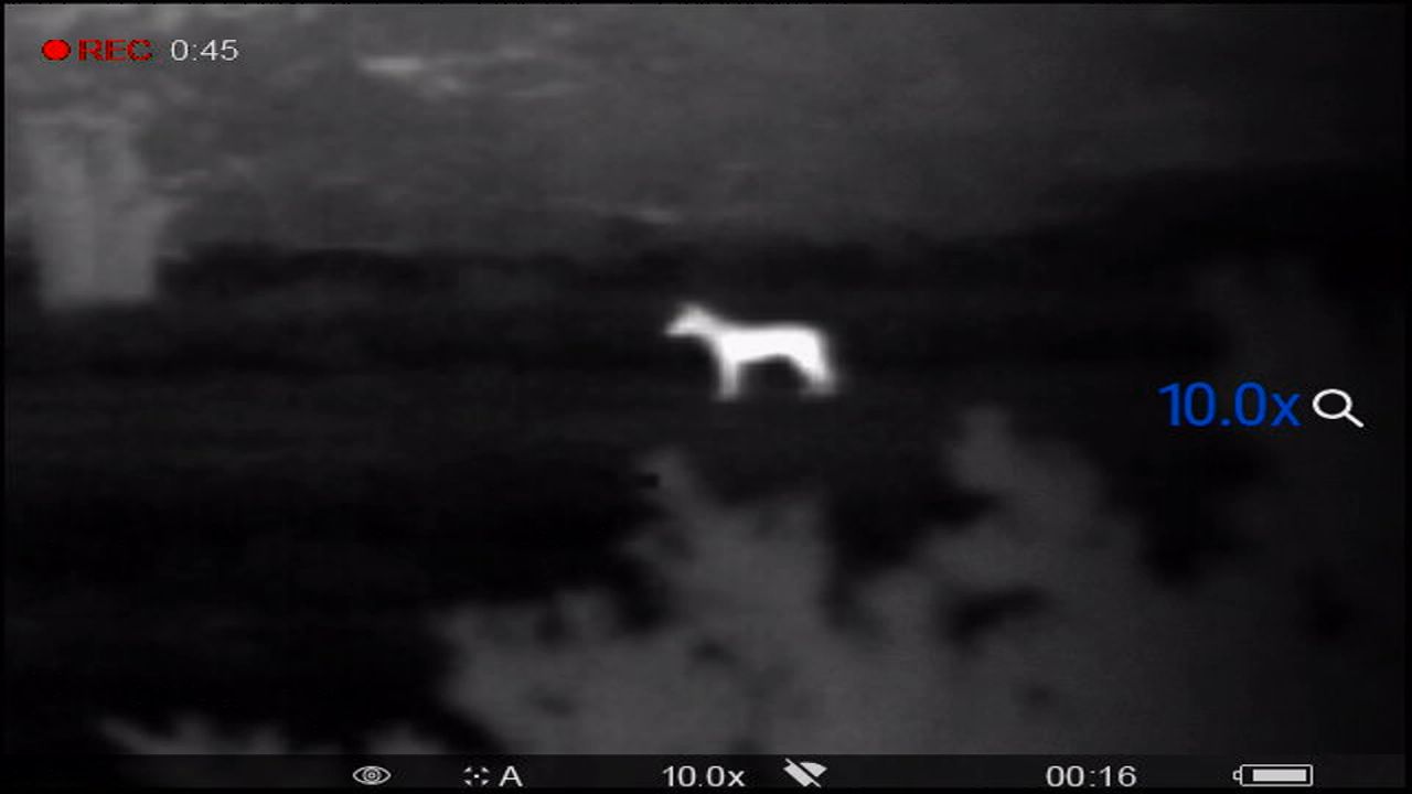 De wolf was te zien met een warmtebeeldcamera.