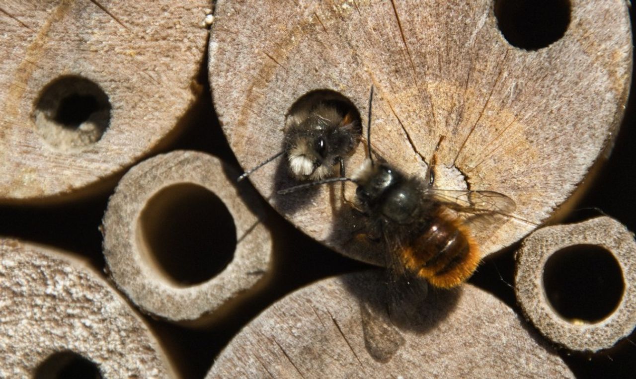 Een gehoornde metselbij (foto: Frans Bos).