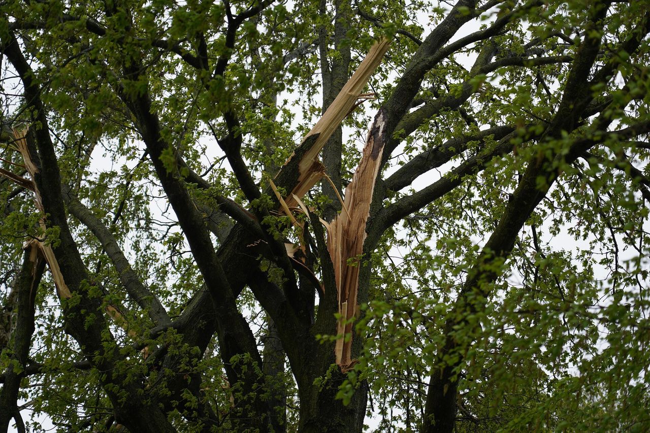 Boom explodeert door blikseminslag: meerdere takken belandden op de weg (foto: Jeroen Stuve/SQ Vision).