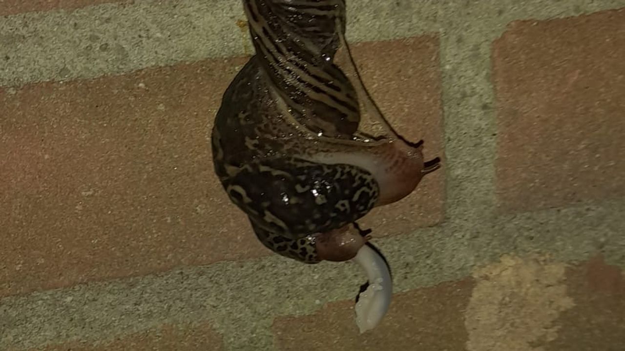 Parende tijgerslakken (foto: Christel Hendriks)