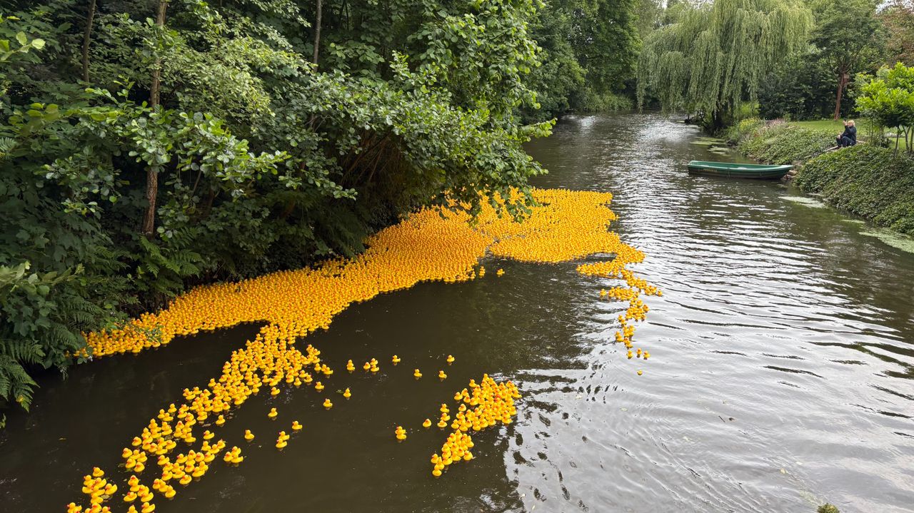 De badeendenstoet trekt door de Dommel (foto: Imke van de Laar / Omroep Brabant). 
