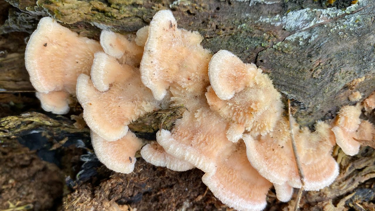 Een spekzwoerdzwam (foto: Frans Kapteijns).