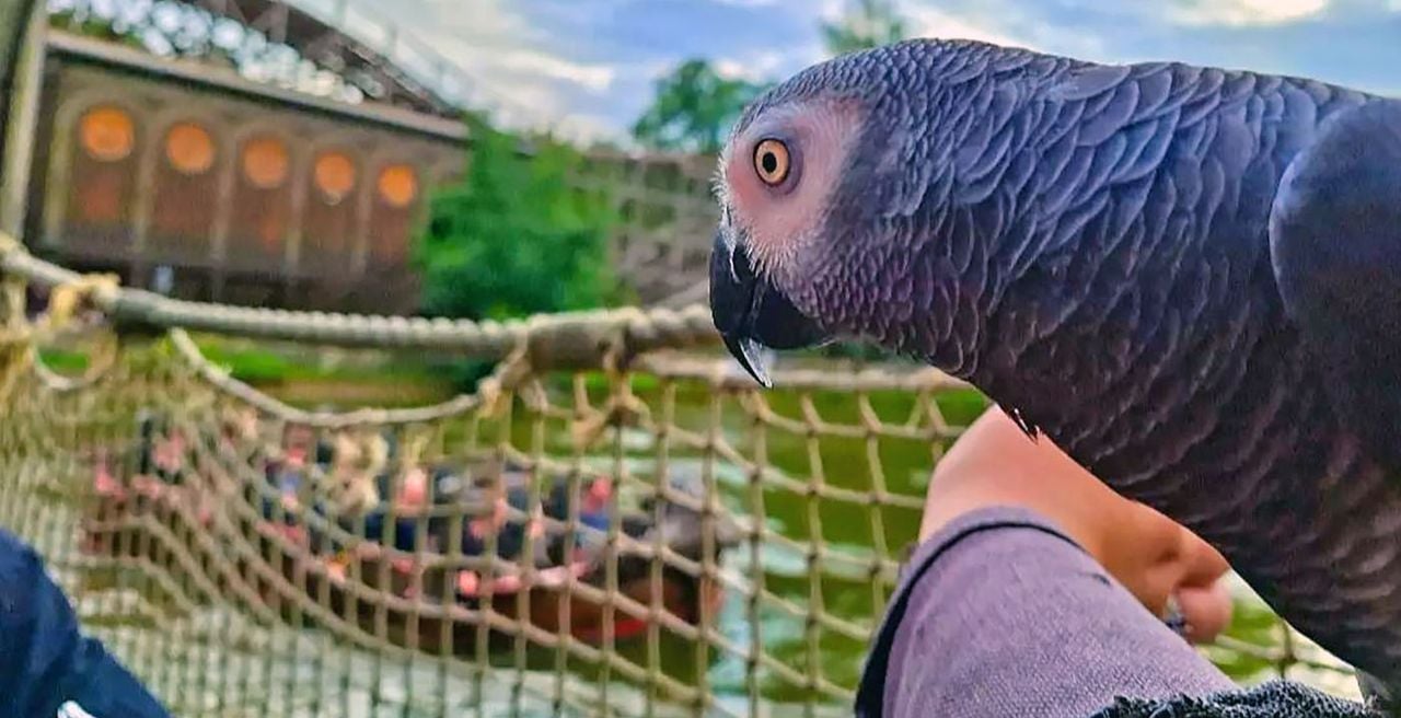 De papegaai zat op de arm van de bezoeker in het park (foto: TikTok The_parrotfam).