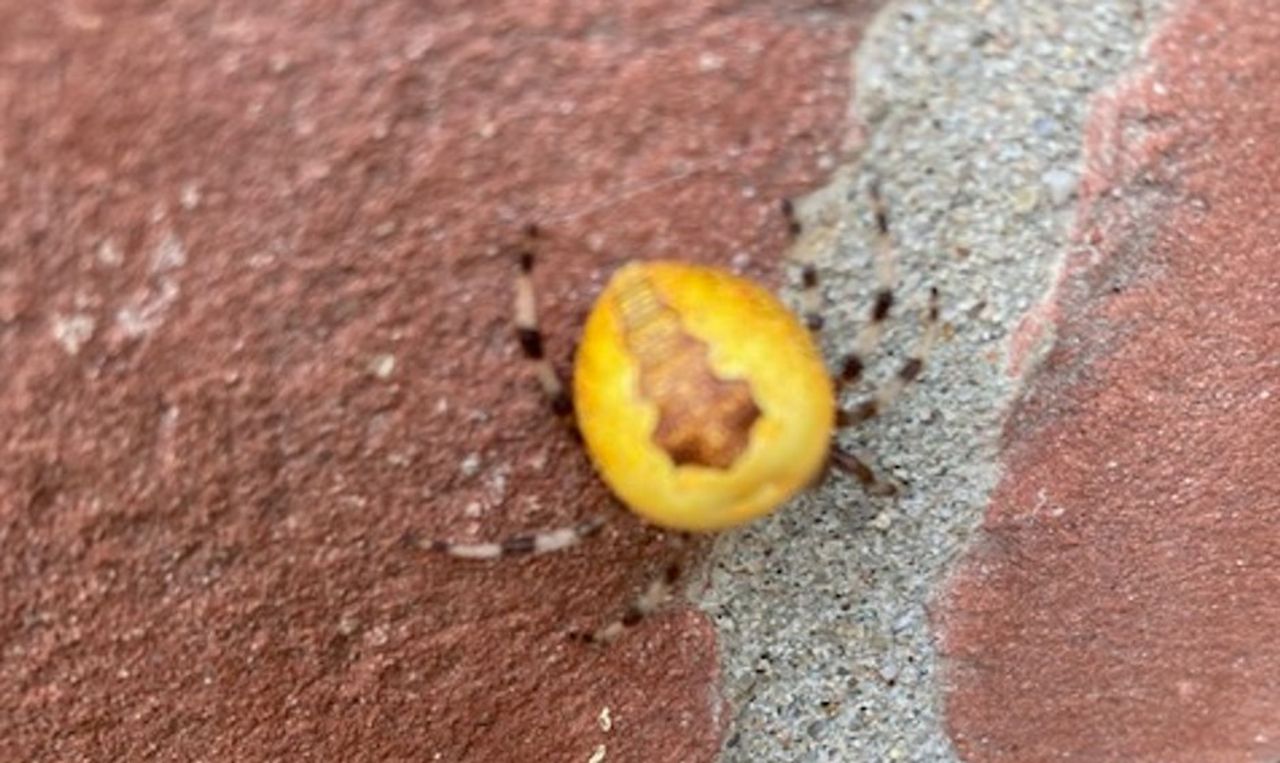 De marmerspin die John de Koning fotografeerde.