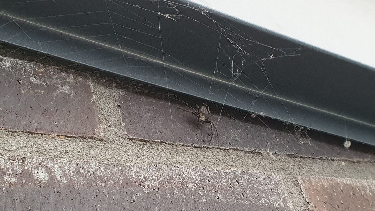 Een platte wielwebspin (foto: René Elberse).