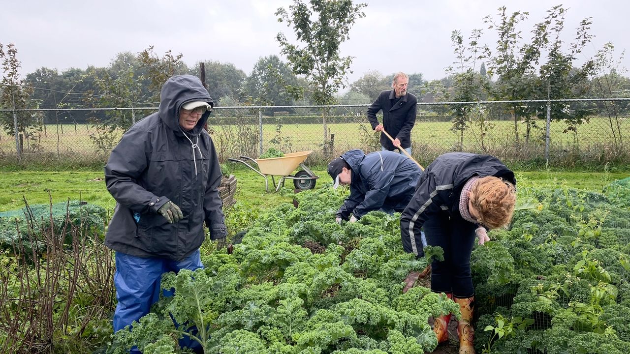 Vier dagen per week oogsten vrijwilligers verschillende groenten in de voedseltuin (foto: Megan Hanegraaf).