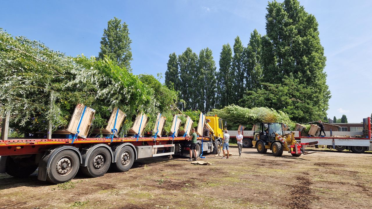 De bomen liggen schuin op de trailer (foto: Tom Berkers).