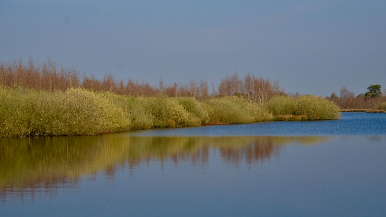 Ven in De Groote Peel (foto: Alice van der Plas).