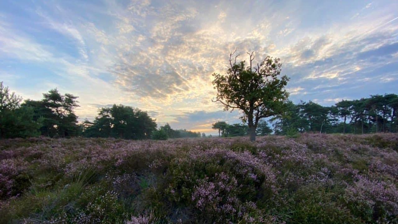 Prachtige heide op de Kampina (foto: Frans Kapteijns).