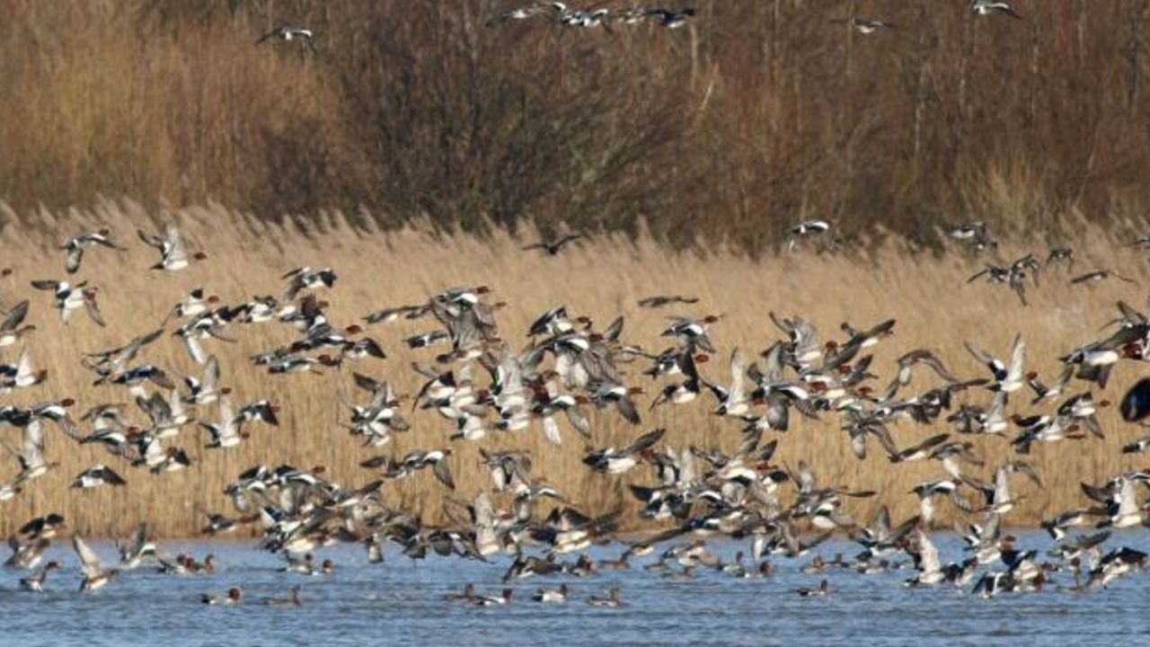 Tienduizenden smienten overnachten maandenlang op afgesloten wateren (Foto: Staatsbosbeheer/Thomas v.d. Es