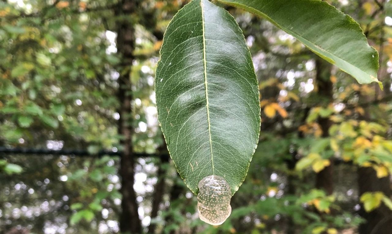 Geleiachtig eicocon van een schietmot (foto: Marita van Ginkel).