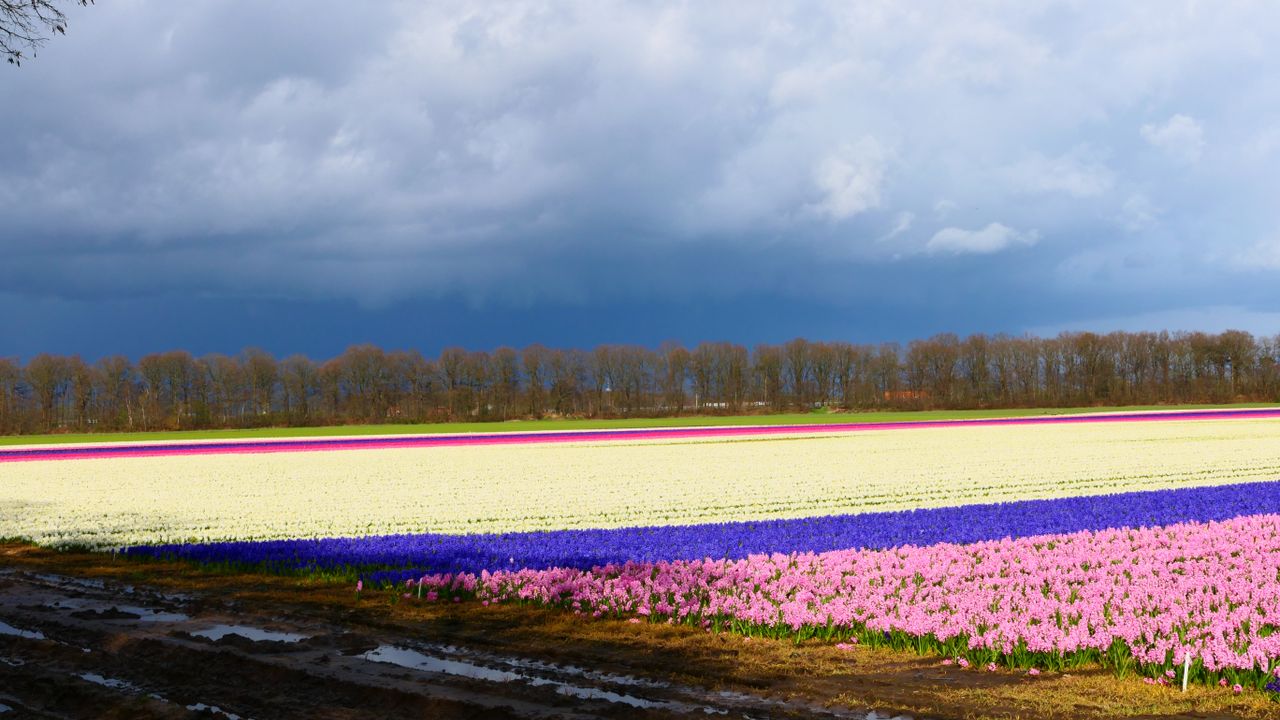 Een fraai hyacintenveld aan de Schouwenbaan bij Wouwse Plantage (foto: Henk den Ouden).