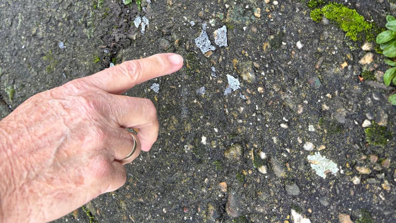 Een asdeeltje in een tuin aan de Vlietweg (foto: Erik Peeters).