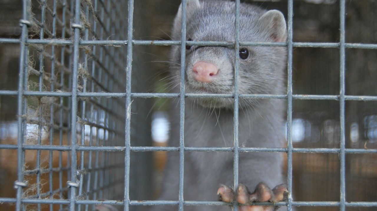 Een nerts op een farm (foto: Flickr).