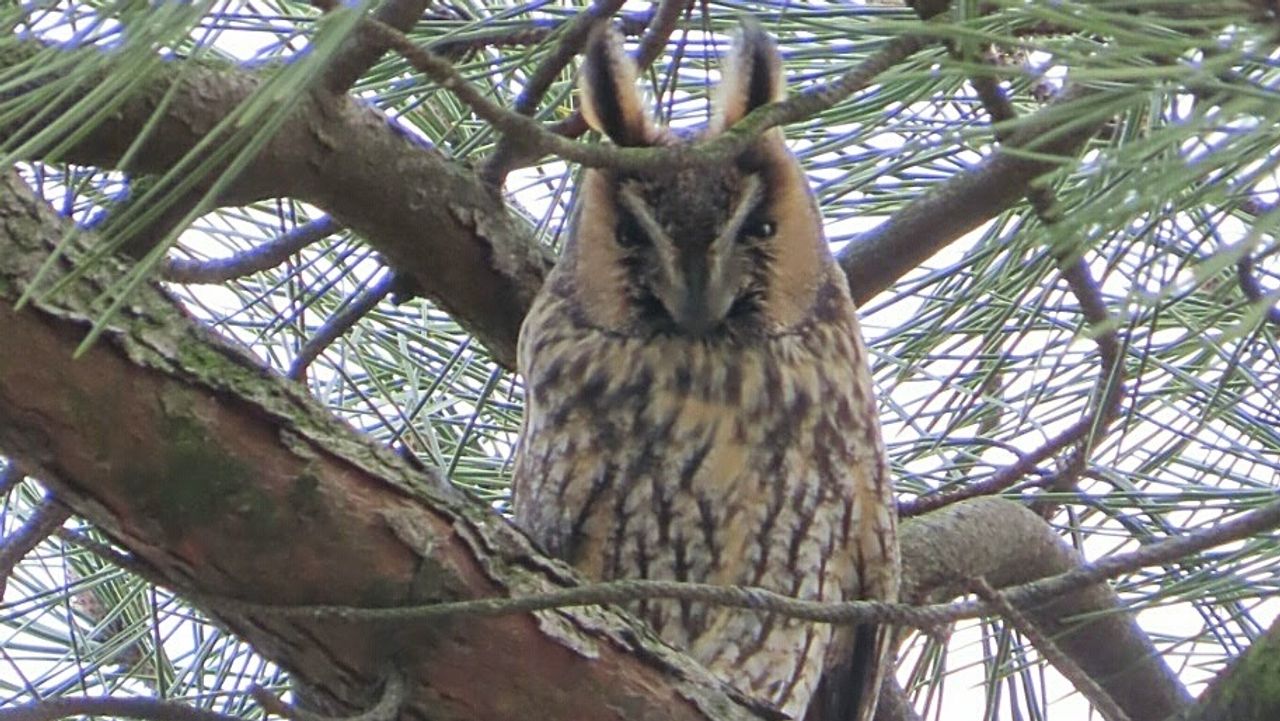 Een ransuil (foto: Marij van Driel).