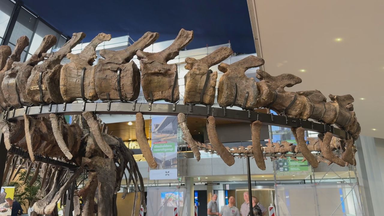 De tien meter lange staart maakt indruk bij de bezoekers (foto: Wilco Zonneveld).