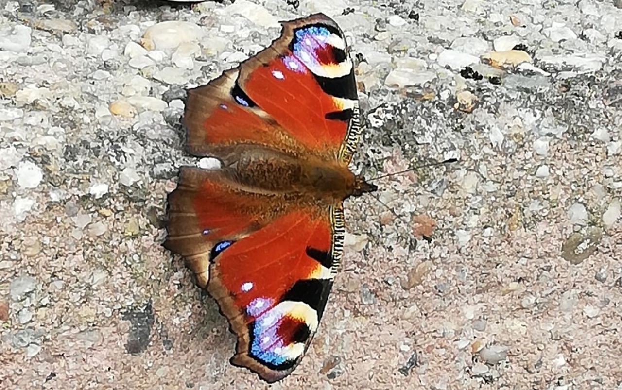 Een dagpauwoog (foto: Gerry Dortmans).