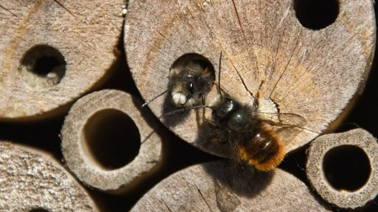 Een gehoornde metselbij (foto: Frans Bos).