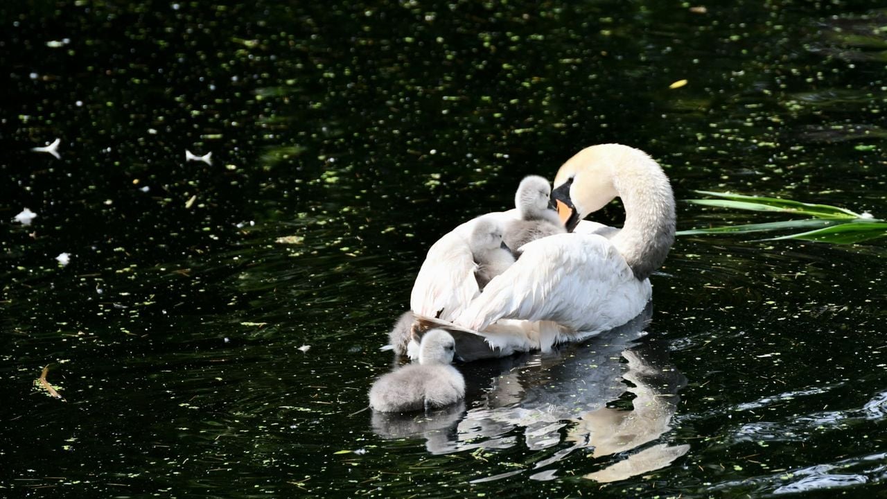 De zwanenkuikentjes liften mee (foto: Suus Bergmans).