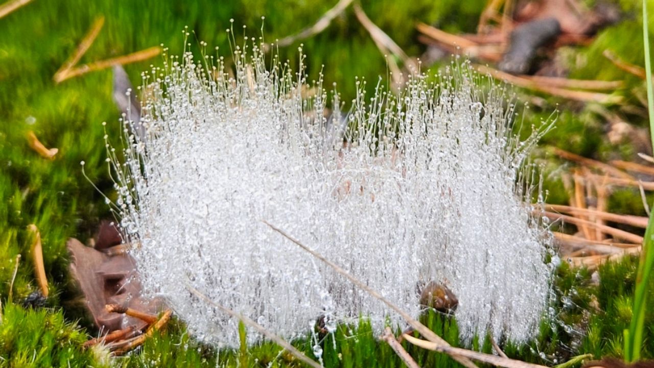 Mucorales (foto: Ivon Wijnands).