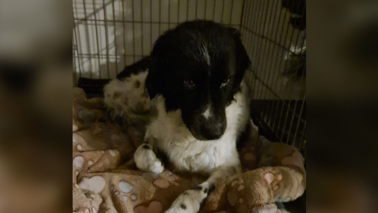 Wobke ligt inmiddels weer warm thuis.