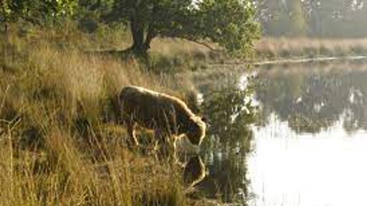 Een Schotse hooglander (foto: Huis ter Heide/Natuurmonumenten).