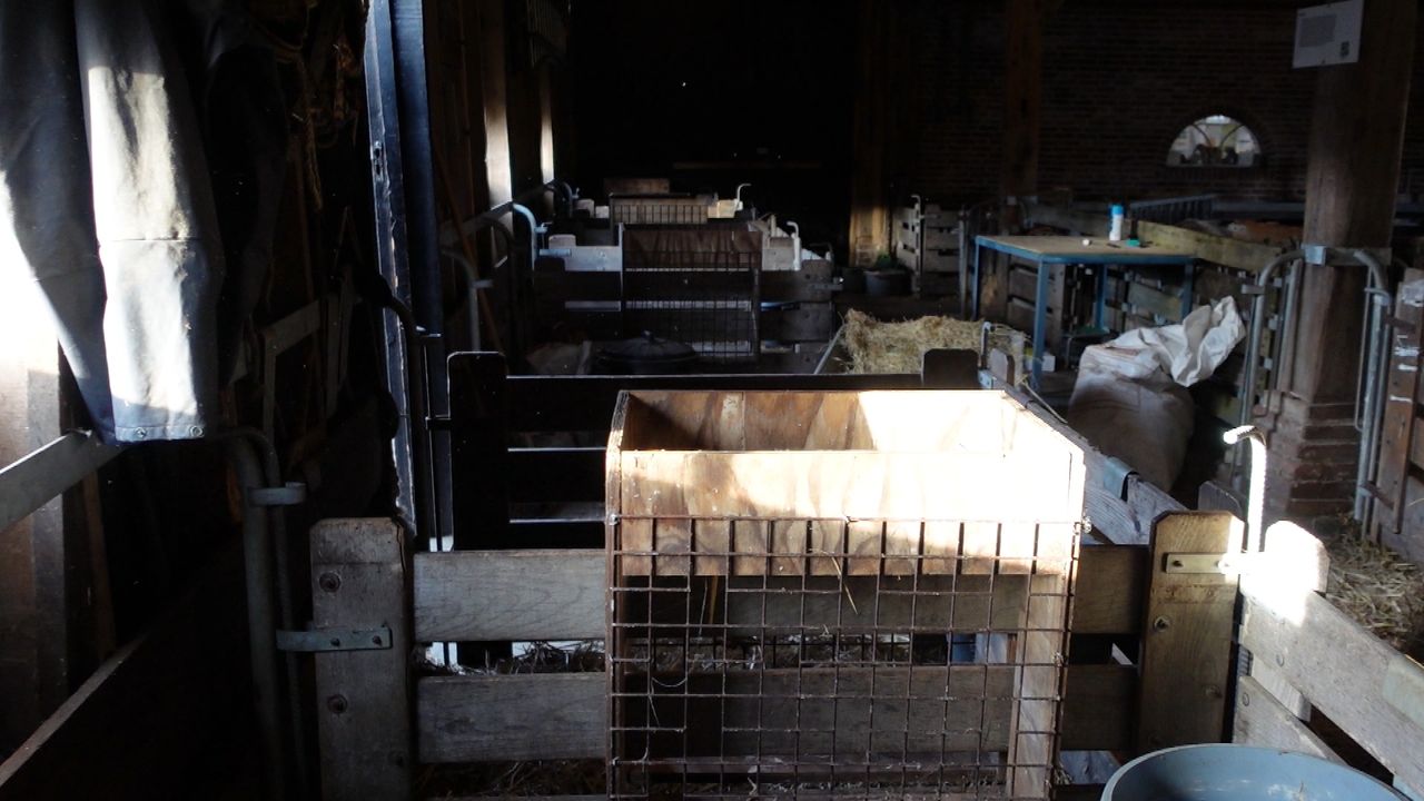 De plek waar de lammetjes samen met moeder tot rust kunnen komen. 