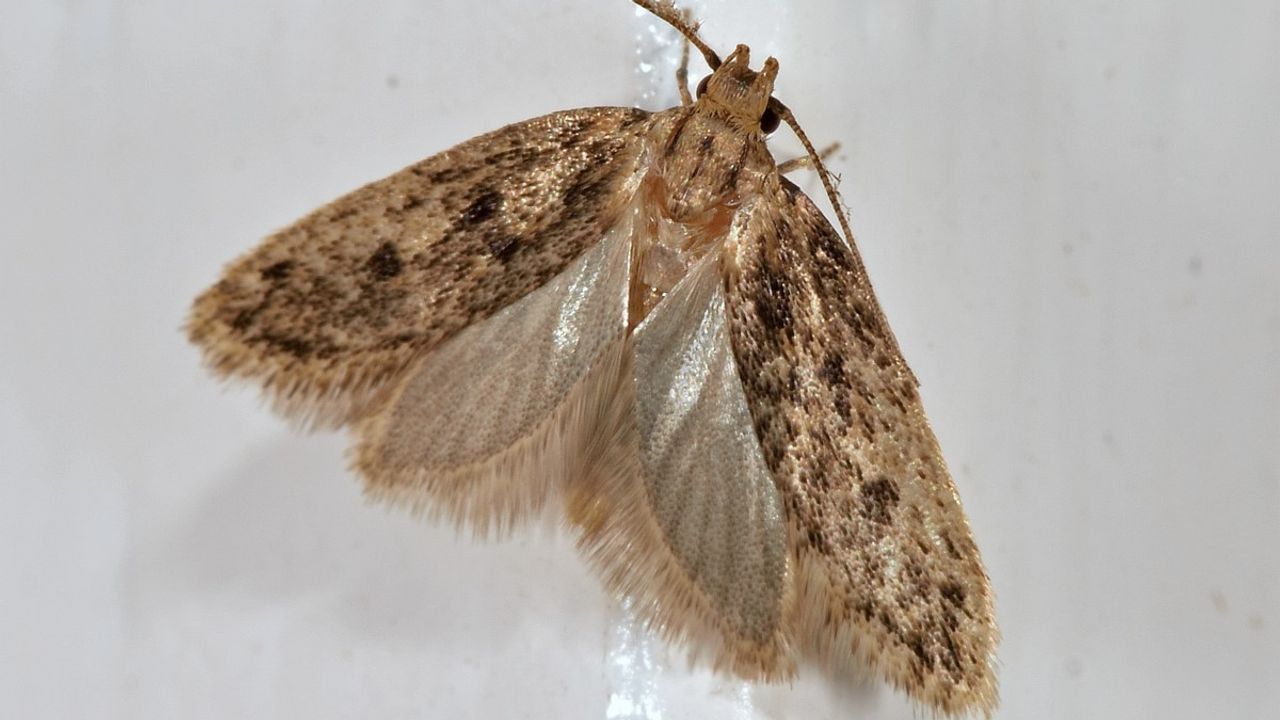 De bruine huismot (foto: Saxifraga/Ab H. Baas).