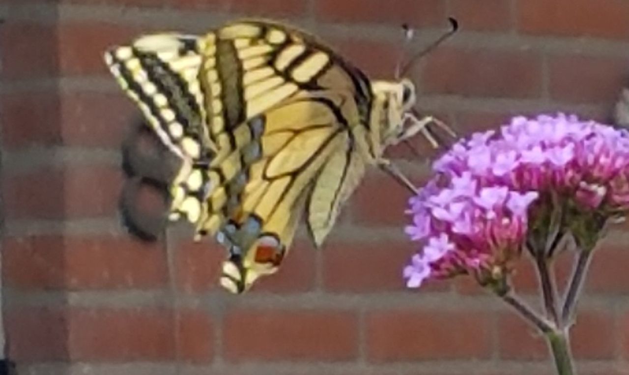 Een koninginnenpage (foto: Annie Bax).