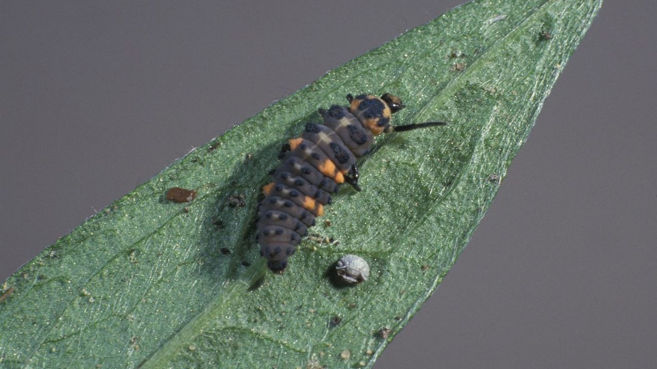 Een larve van het zevenstippelig lieveheersbeestje (foto Saxifraga/Frits Bink).