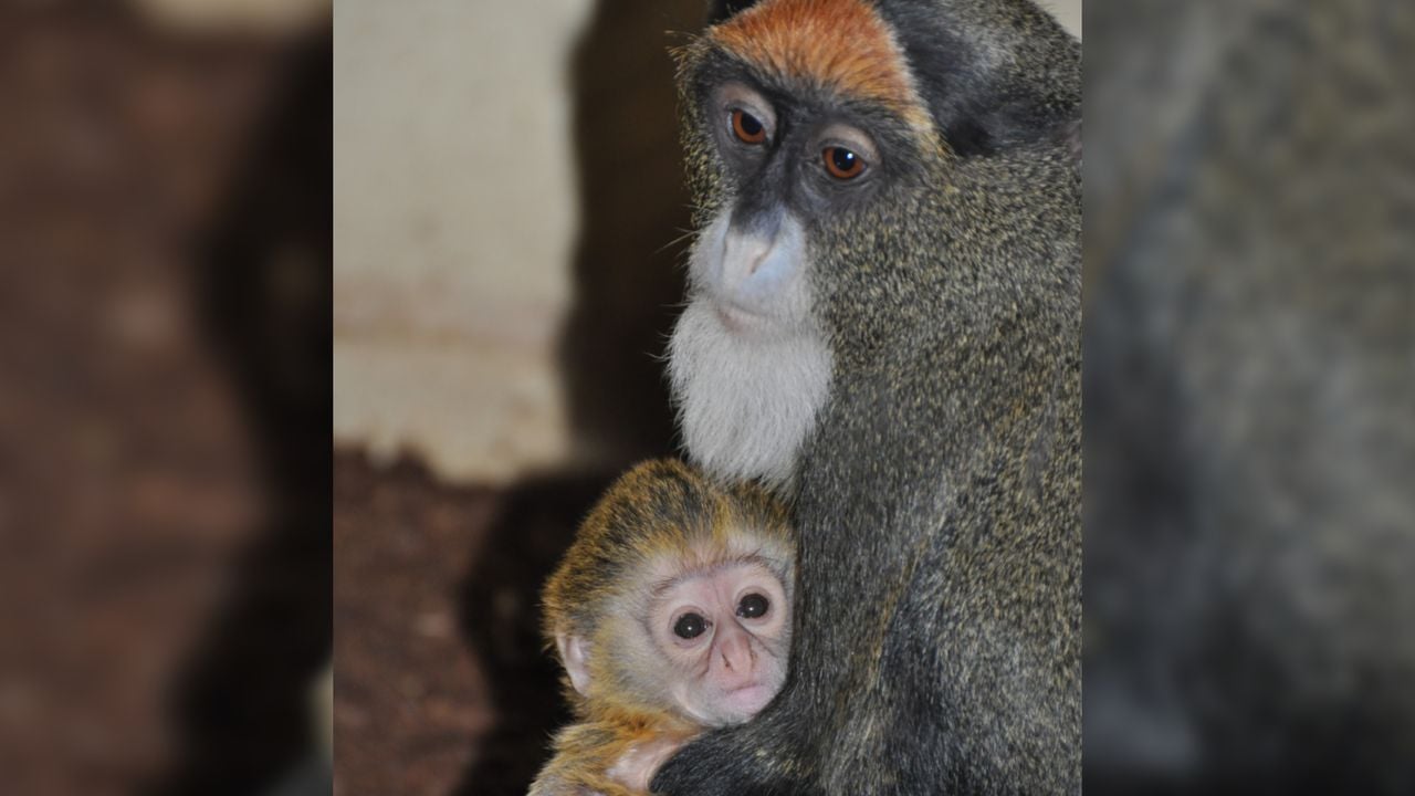 Bij ZooParc Overloon is het de tweede geboorte van een brazzameerkat in dik een jaar tijd (foto: ZooParc Overloon).