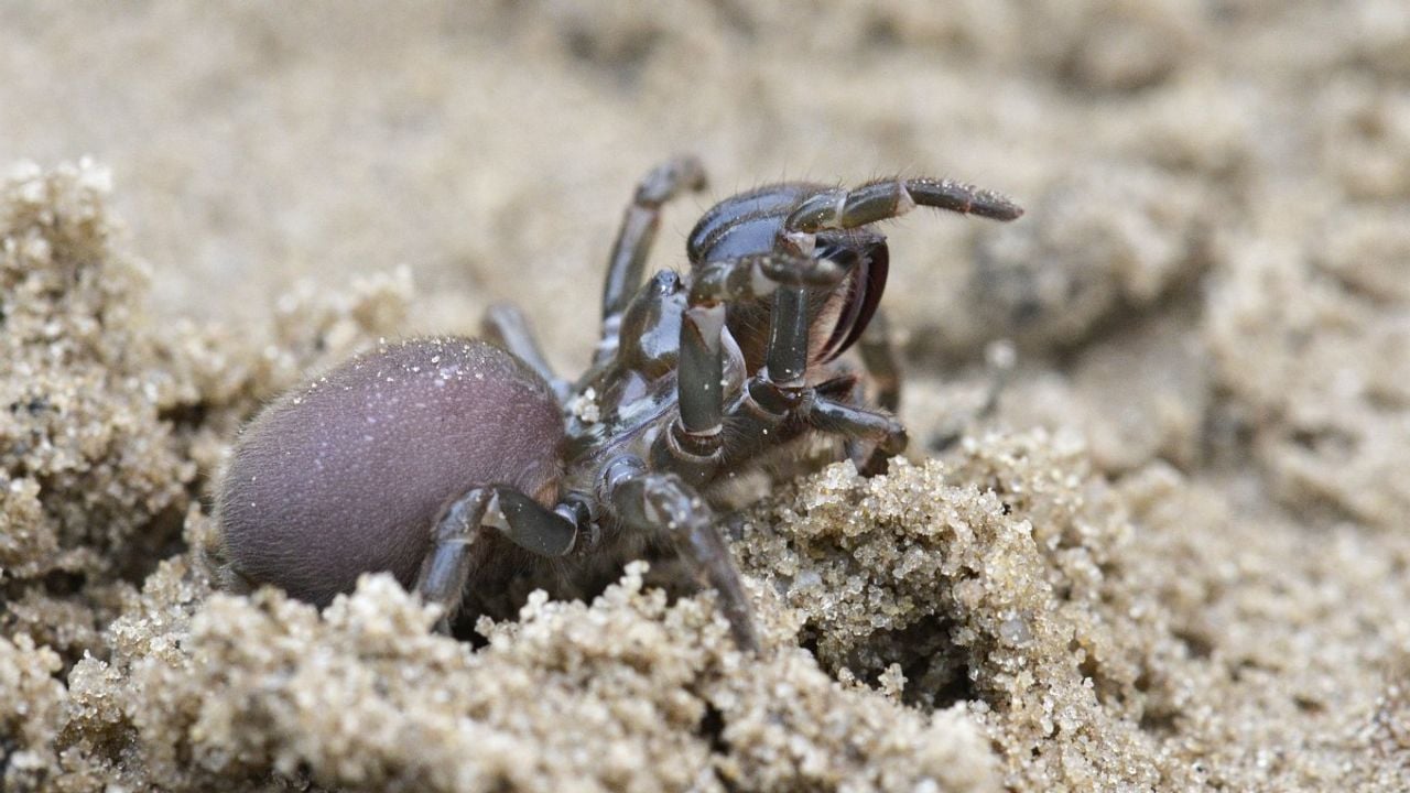Een gewone mijnspin (foto: Saxifraga/Tom Heijnen).