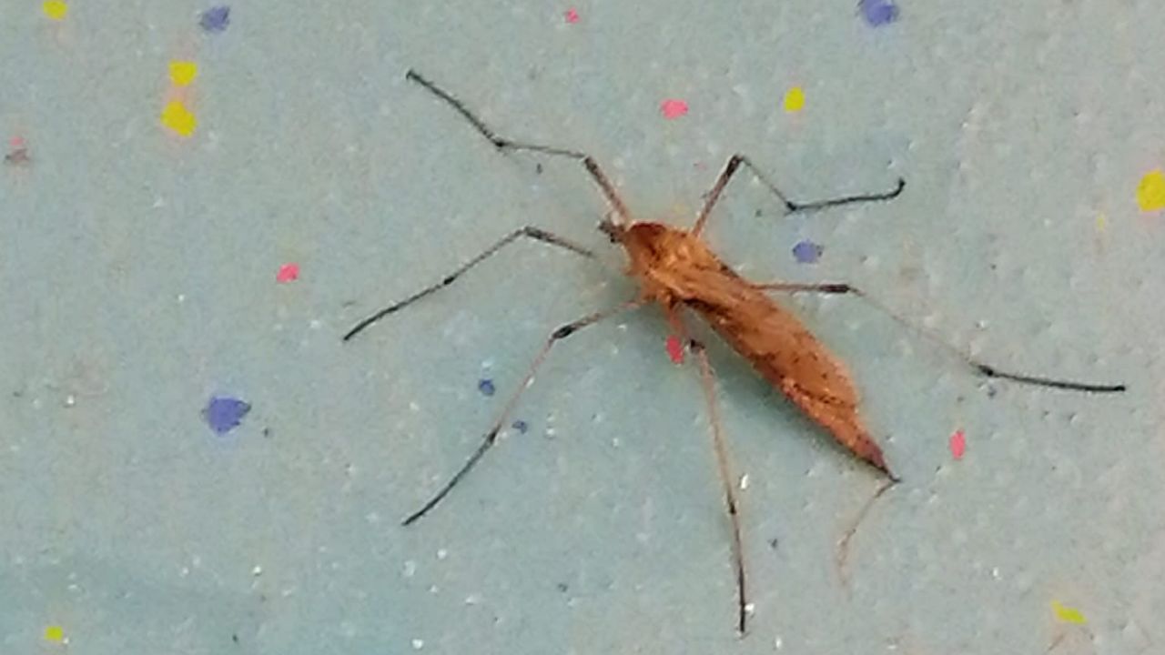 Spinsteltmug (foto: Kees Hendriks).