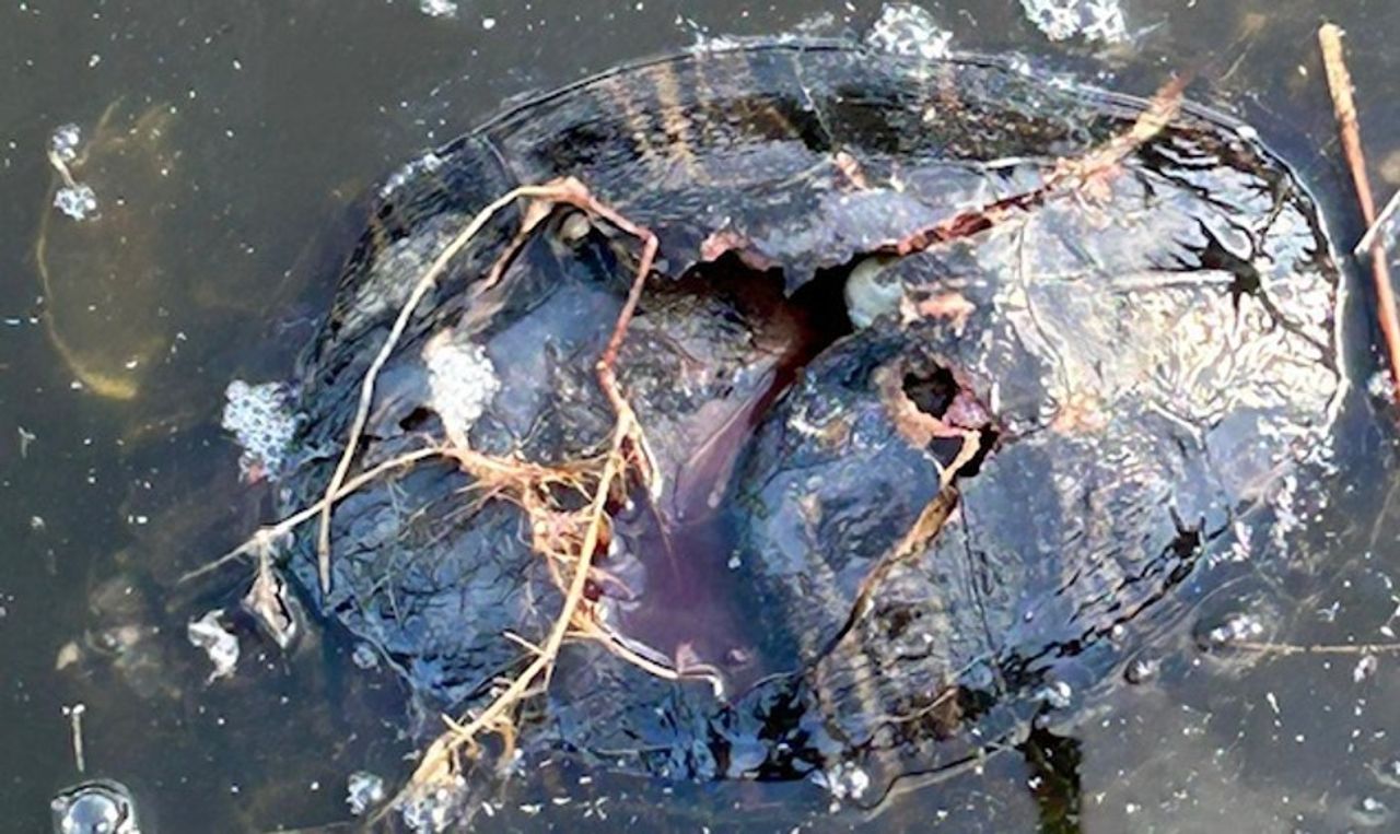 Een dode schildpad (foto: Tamara).