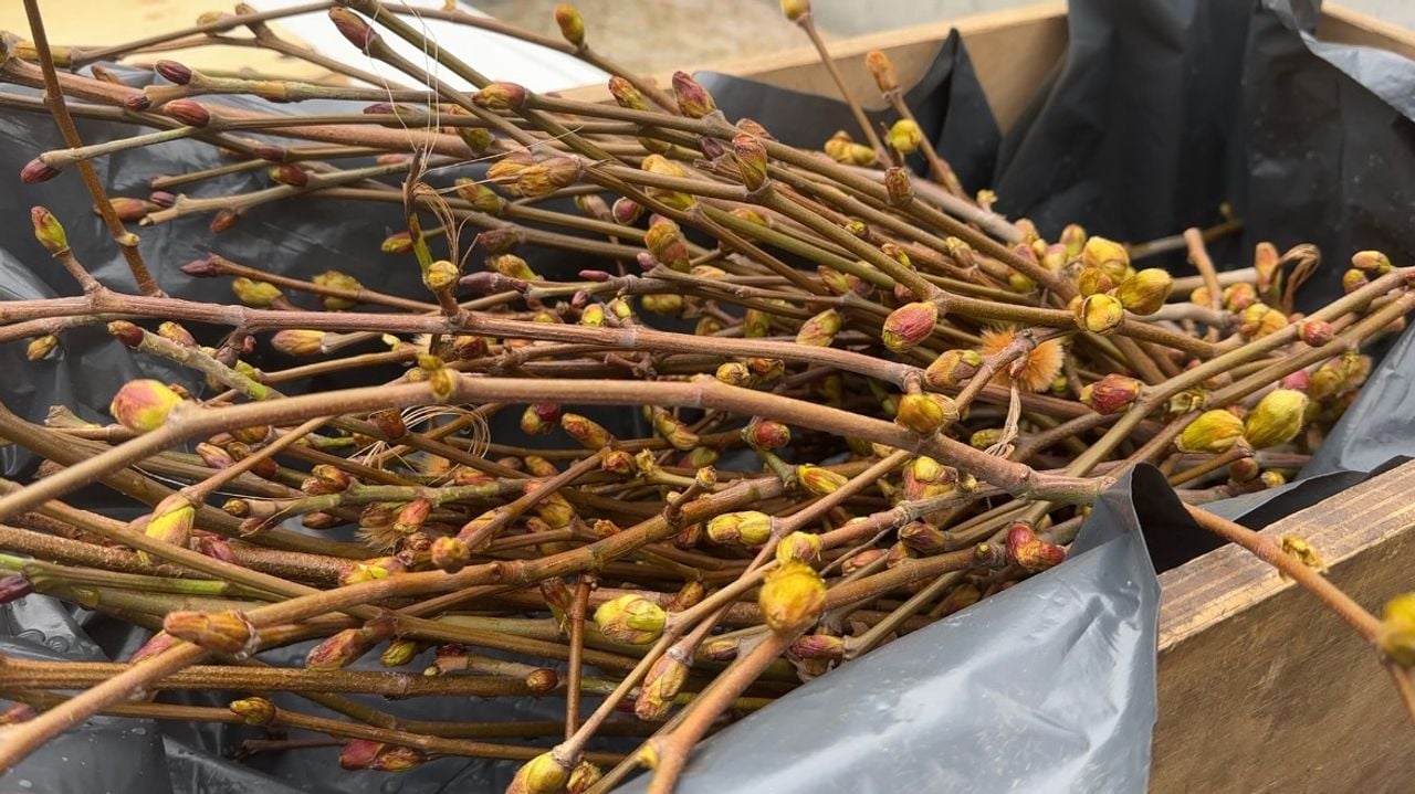 Verse twijgen die op de wereldboom geënt worden (foto: Rogier van Son).
