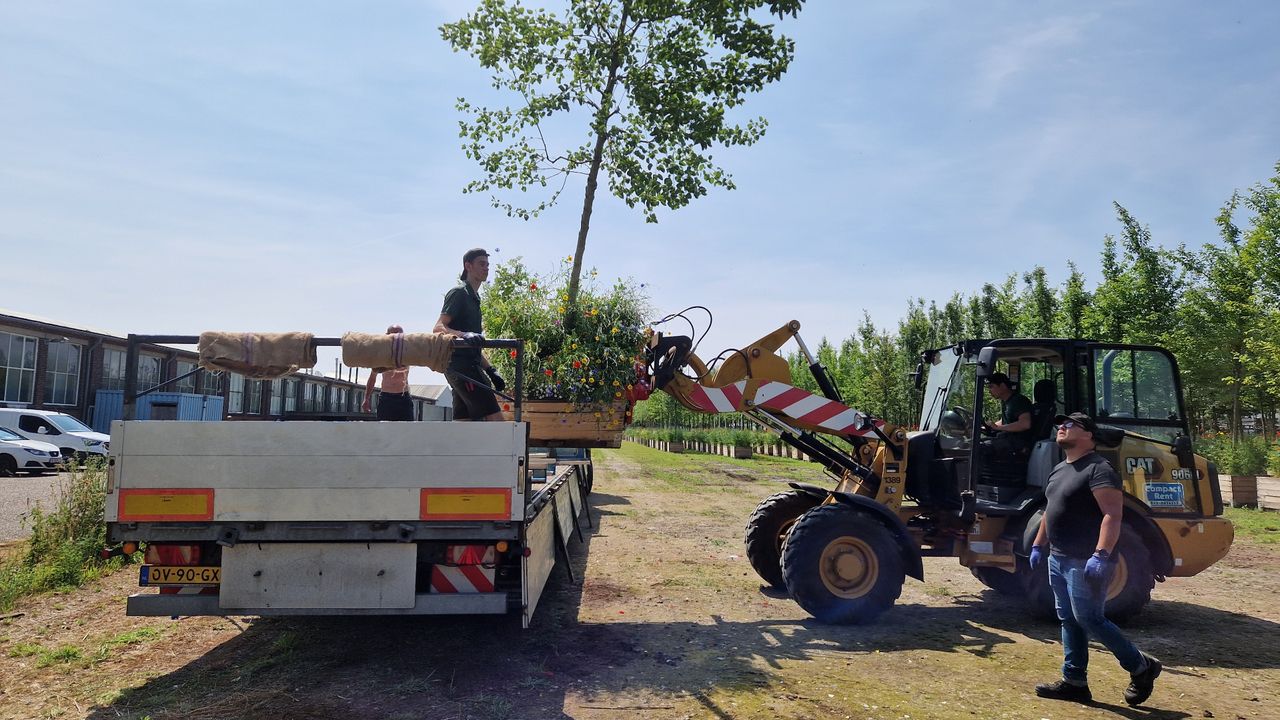 De bomen worden op de trailers geladen (foto: Tom Berkers).